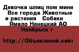 Девочка шпиц пом мини - Все города Животные и растения » Собаки   . Ямало-Ненецкий АО,Ноябрьск г.